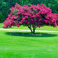 Crape Myrtle Tree Seeds - Fast Lilac Flower Plant - Lagerstroemia Indica - Garden Seeds for Easy Growth and Vibrant Blooms