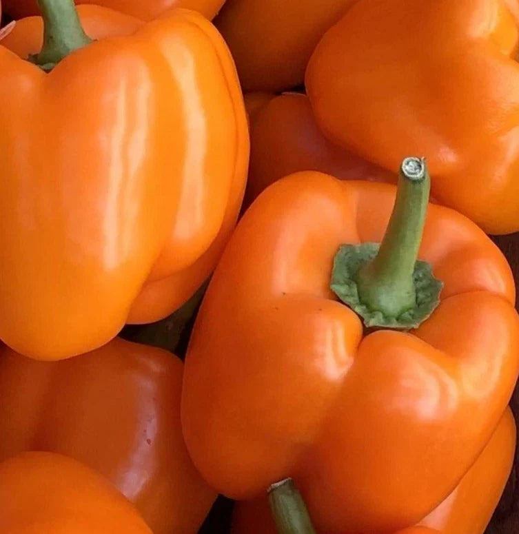 Orange Bell Pepper Seeds - 50+ Non-GMO Orange Sun Variety - Capsicum Garden Vegetable Seeds