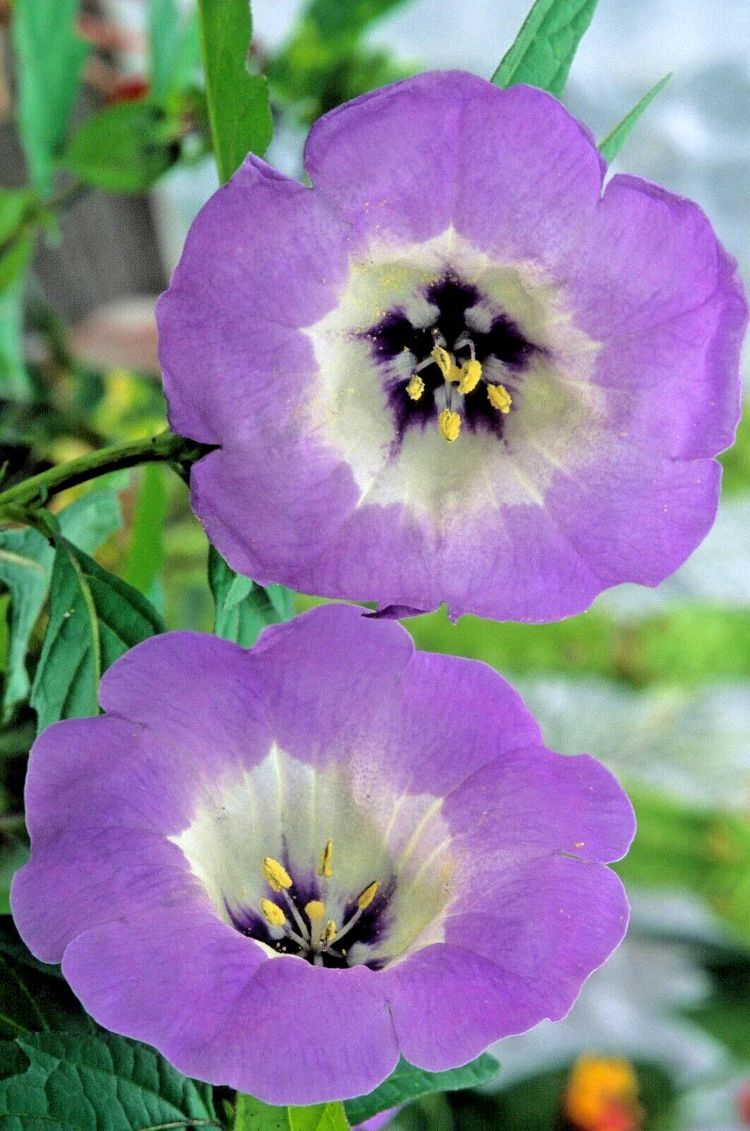 Nicandra Seeds 100 Count Splash of Cream Shoo-Fly Plant Nicandra physalodes var.