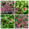 Coleus Plants Plugs Set of 10 - 5 Kong Jr Rose & 5 Chocolate Covered Cherry - Live Annuals for Shade - Coleus spp.