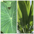 Taro Ti Laulau Box Set - Colocasia esculenta & Cordyline fruticosa - Hawaiian Plants 4" Pot