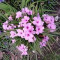 Dwarf Pink Mexican Petunia Plants - Blooming Size - Bare Root - Ruellia simplex