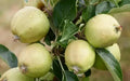 Michelin Apple Seeds - 25+ Pack for Garden Planting - Malus domestica - USA - Free Shipping