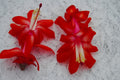 Christmas Cactus Starter Plant - Small Red Planet - Schlumbergera Truncata - Healthy Well Rooted for Easy Care and Growth
