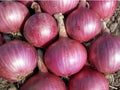 Red Burgundy Onion Seeds - 200+ Heirloom Non-GMO Vegetable Garden Seeds - Allium cepa