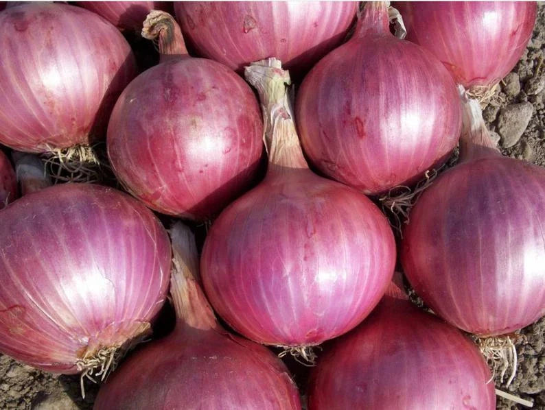 Red Burgundy Onion Seeds - 200+ Heirloom Non-GMO Vegetable Garden Seeds - Allium cepa