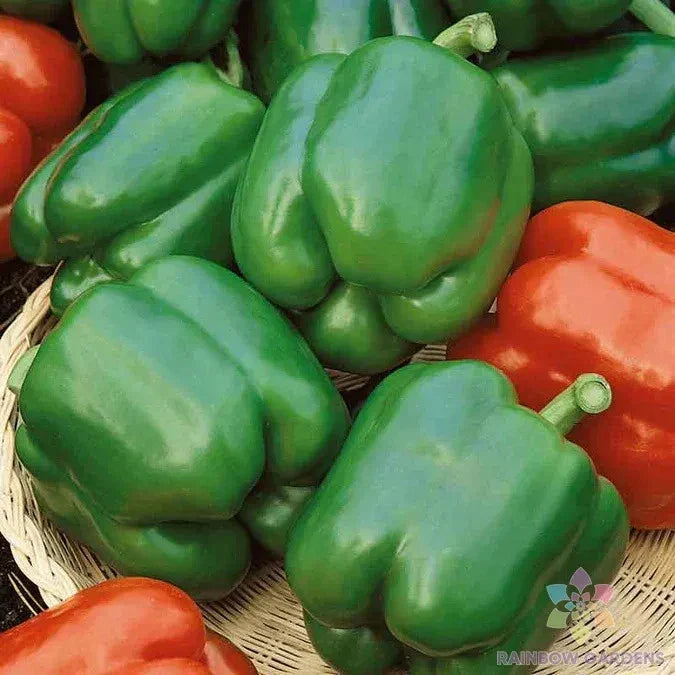 Yolo Wonder Sweet Pepper Seeds - 25+ Seeds for Garden Planting - Capsicum annuum - USA