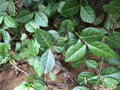 Wintercreeper Euonymus Plants - 6 Starter Plants - Perennial Evergreen Ground Cover - Euonymus fortunei