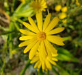 Godfrey's Golden Aster Seeds | 25 Pack | Chrysopsis Godfreyi | Florida Native Wildflower