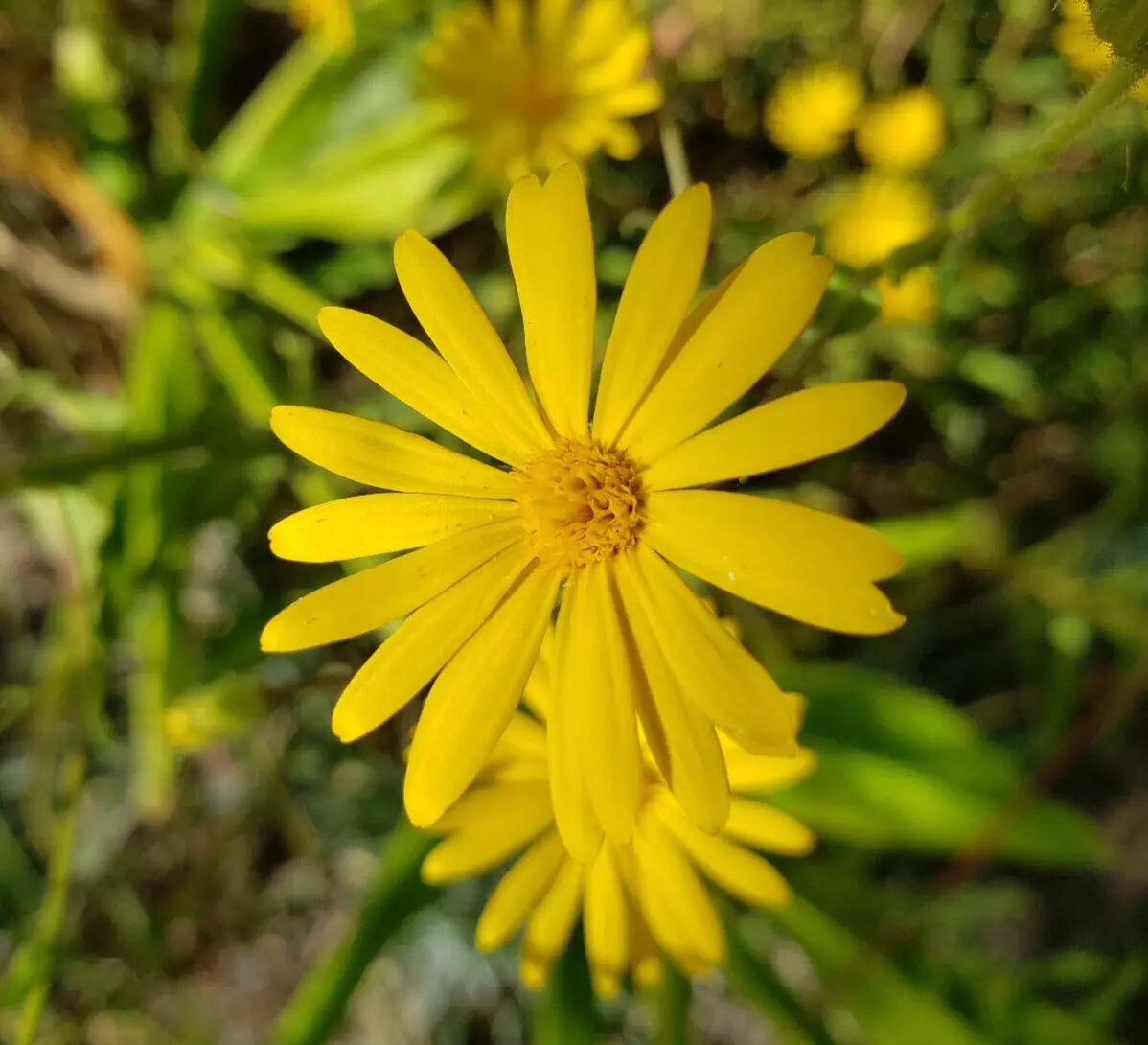 Godfrey's Golden Aster Seeds | 25 Pack | Chrysopsis Godfreyi | Florida Native Wildflower