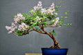 White Lilac Bonsai Tree Seeds - 30 Pack - Highly Prized for Stunning Blooms - Syringa vulgaris