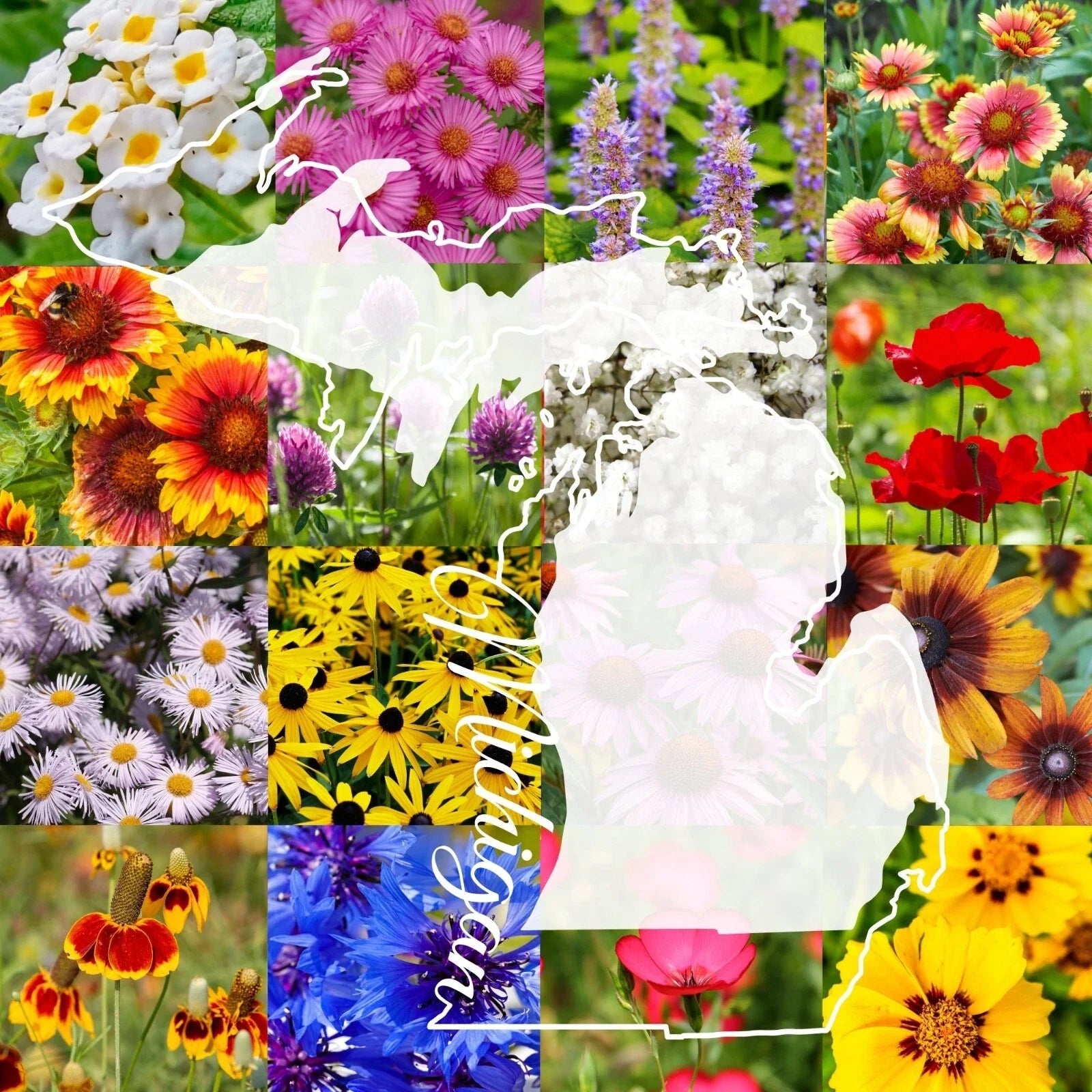 Wildflower Seed Mix 1 lb Michigan Blend for Planting, Covers 2,000 sq ft (Native Wildflowers)