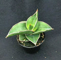 Sansevieria Ehrenbergii 'Samurai Dwarf' Rooted Plant 2" Pot