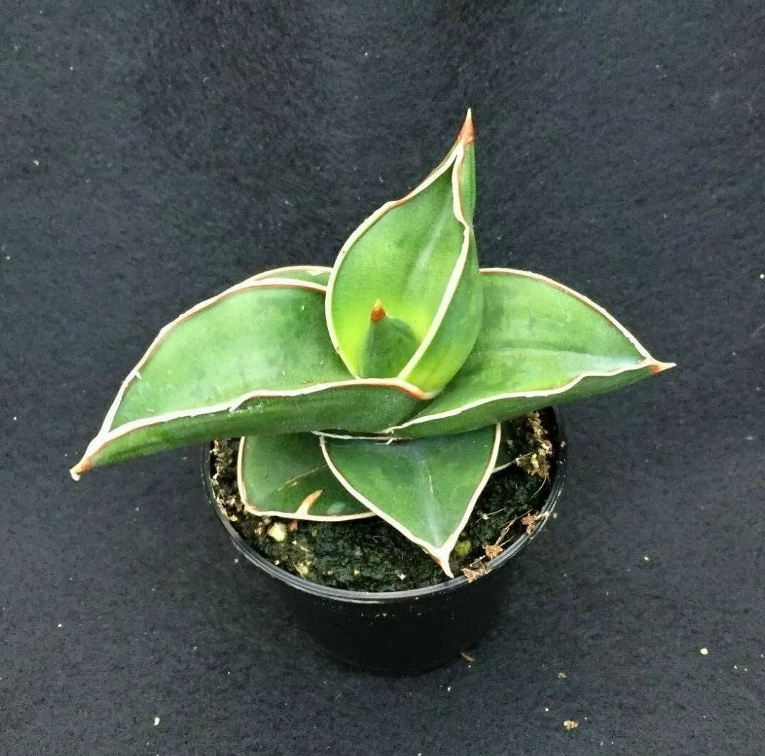Sansevieria Ehrenbergii 'Samurai Dwarf' Rooted Plant 2" Pot