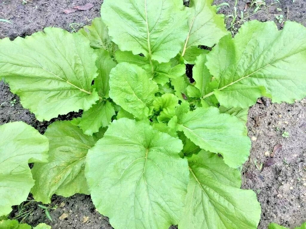 Florida Broadleaf Mustard Greens Seeds - 600+ Organic Seeds for Spring & Fall Garden - Ideal for Containers