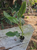 Philodendron Subhastatum Plant 20" Height in 3" Pot, Tropical Indoor Houseplant, Green Foliage