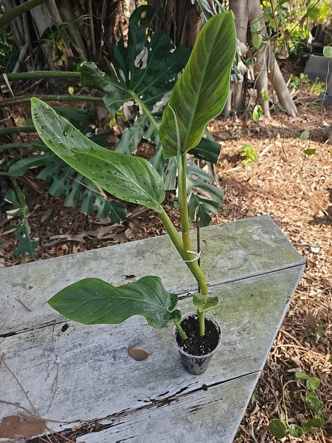 Philodendron Subhastatum Plant 20" Height in 3" Pot, Tropical Indoor Houseplant, Green Foliage