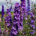 Rocket Larkspur Seeds - Lilac Cut Flowers for Pollinators - Non-GMO Delphinium - 500 Seeds
