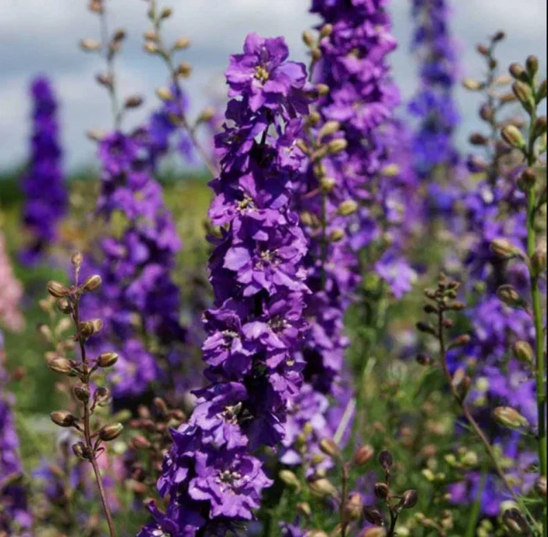 Rocket Larkspur Seeds - Lilac Cut Flowers for Pollinators - Non-GMO Delphinium - 500 Seeds