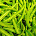 Contender Bush Bean Seeds | NON-GMO Heirloom | Fresh Garden Seeds | Phaseolus vulgaris