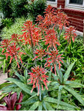Red/Orange Flowering Soap Plant - Zebra Maculata Aloe - 10"-12" Bare Rooted Plant