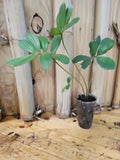 Zamia Furfuracea Cardboard Palm 3" Pot | Rare Exotic Cycadaceae | Indoor Plant