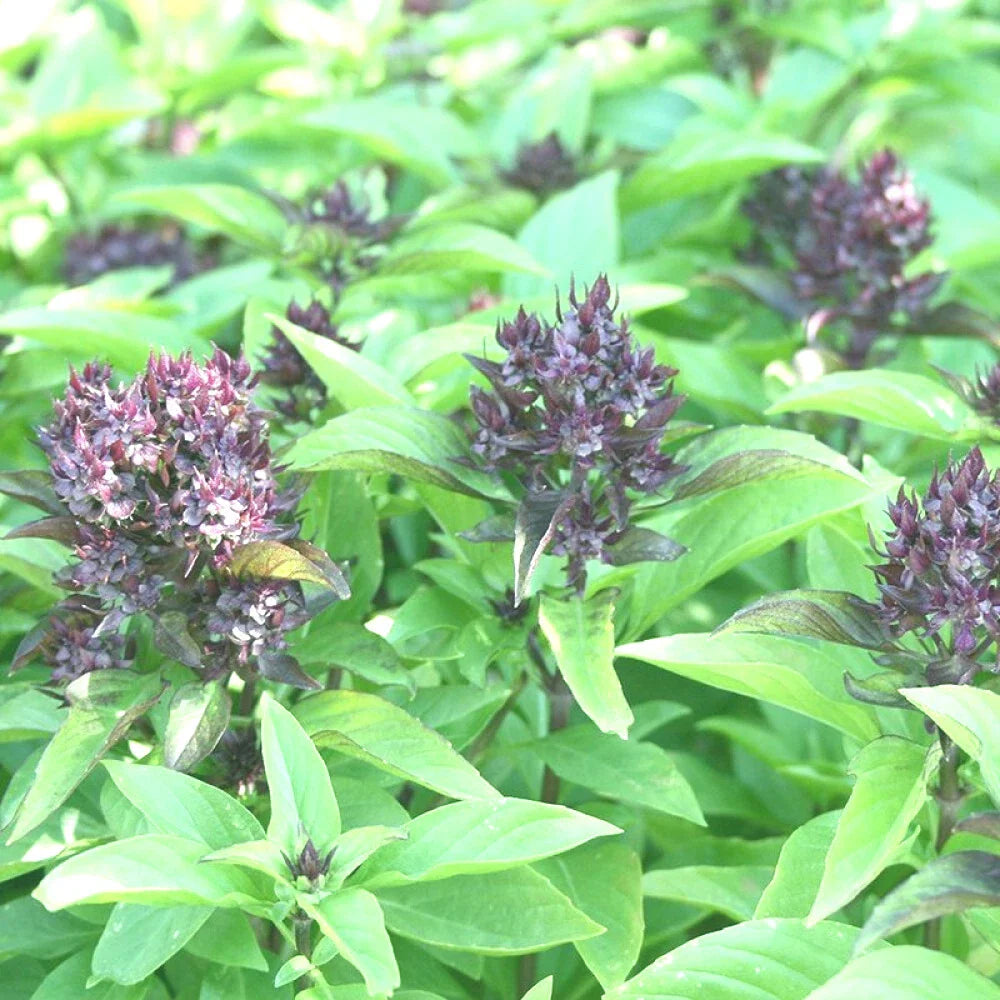 Siam Queen Basil Seeds - 100+ Seeds - High Yielding Annual - Ocimum basilicum - Great for Spring Planting