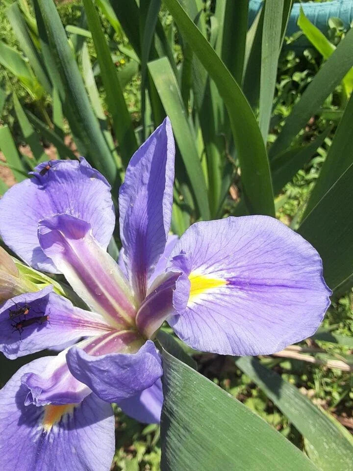Iris Plants Ready to Plant (2) - Colorful Perennial Flowers, Iris germanica