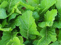 Mustard Seed - Fresh Florida Broadleaf Mustard Seeds - Brassica juncea