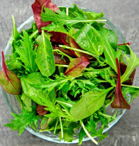 Gourmet Lettuce Blend Seeds | 1000+ Mixed Salad Bowl Seeds | Bulk Culinary Variety