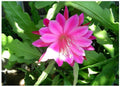 Pink Orchid Cactus Plant 1-Gallon "Queen of the Night" Epiphyllum Oxypetalum