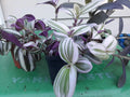 Tradescantia Cuttings (9) - Inch Plant, Purple & Green Variegated, Live Plant Cuttings for Propagation, Tradescantia zebrina