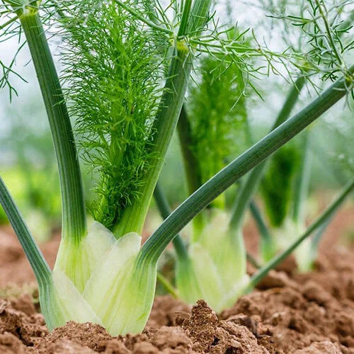 Florence Fennel Seeds | Heirloom Non-GMO Herb Seeds | Foeniculum vulgare var. dulce | Free Shipping