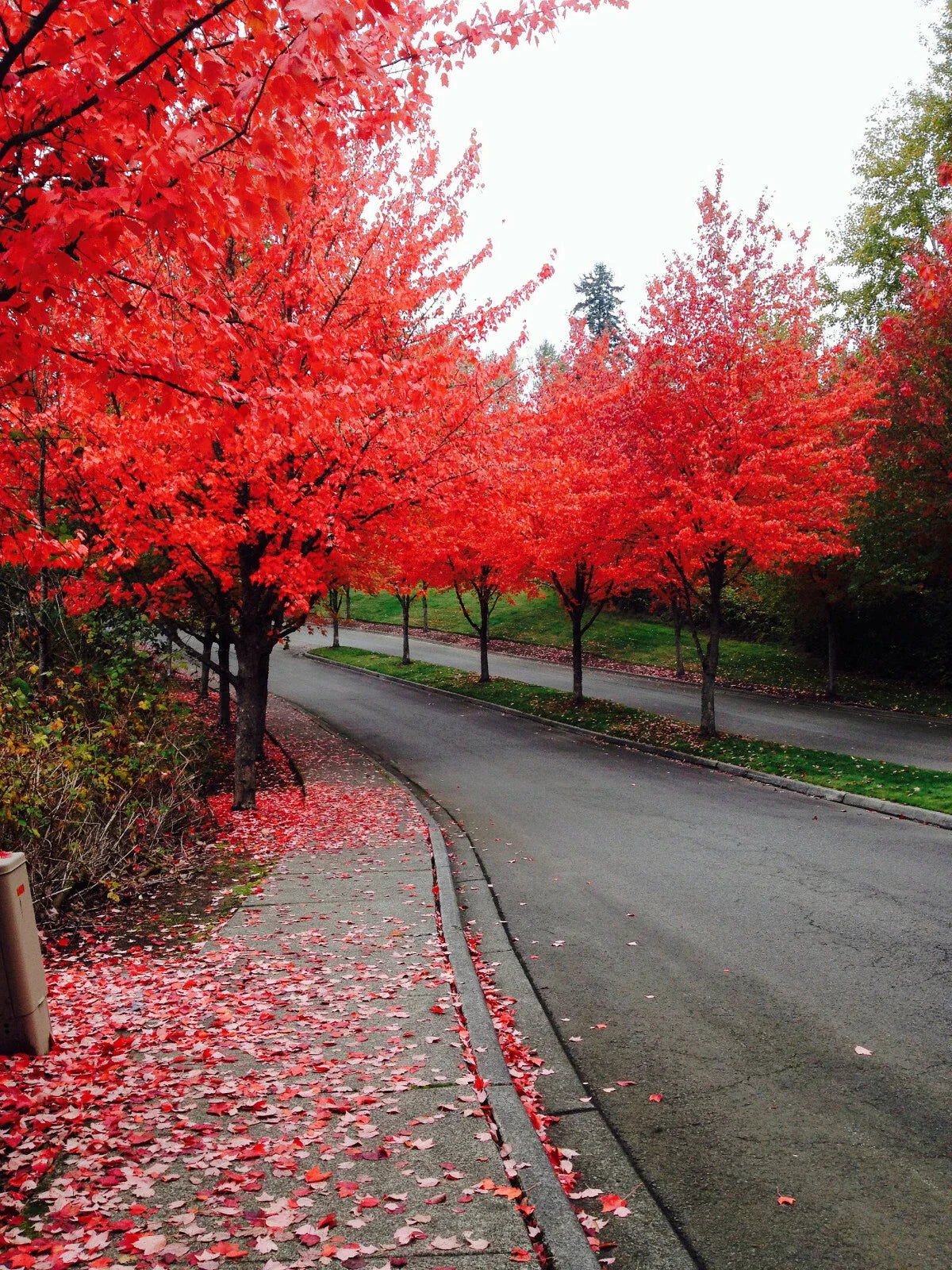 Fast Growing Tree Seeds - 40+ Red Maple (Acer rubrum) - Ideal for Gardens and Landscaping - USA Seller, Free Shipping