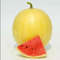 Heirloom Watermelon Seeds - 20PCS Huang Pi Qiu Yellow Skin Red Seedless (Citrullus lanatus)