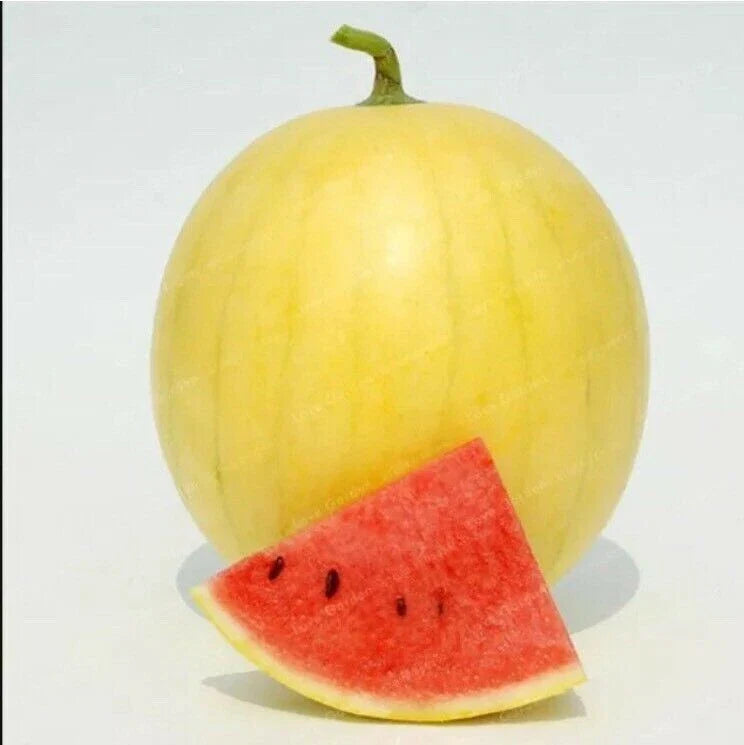 Heirloom Watermelon Seeds - 20PCS Huang Pi Qiu Yellow Skin Red Seedless (Citrullus lanatus)