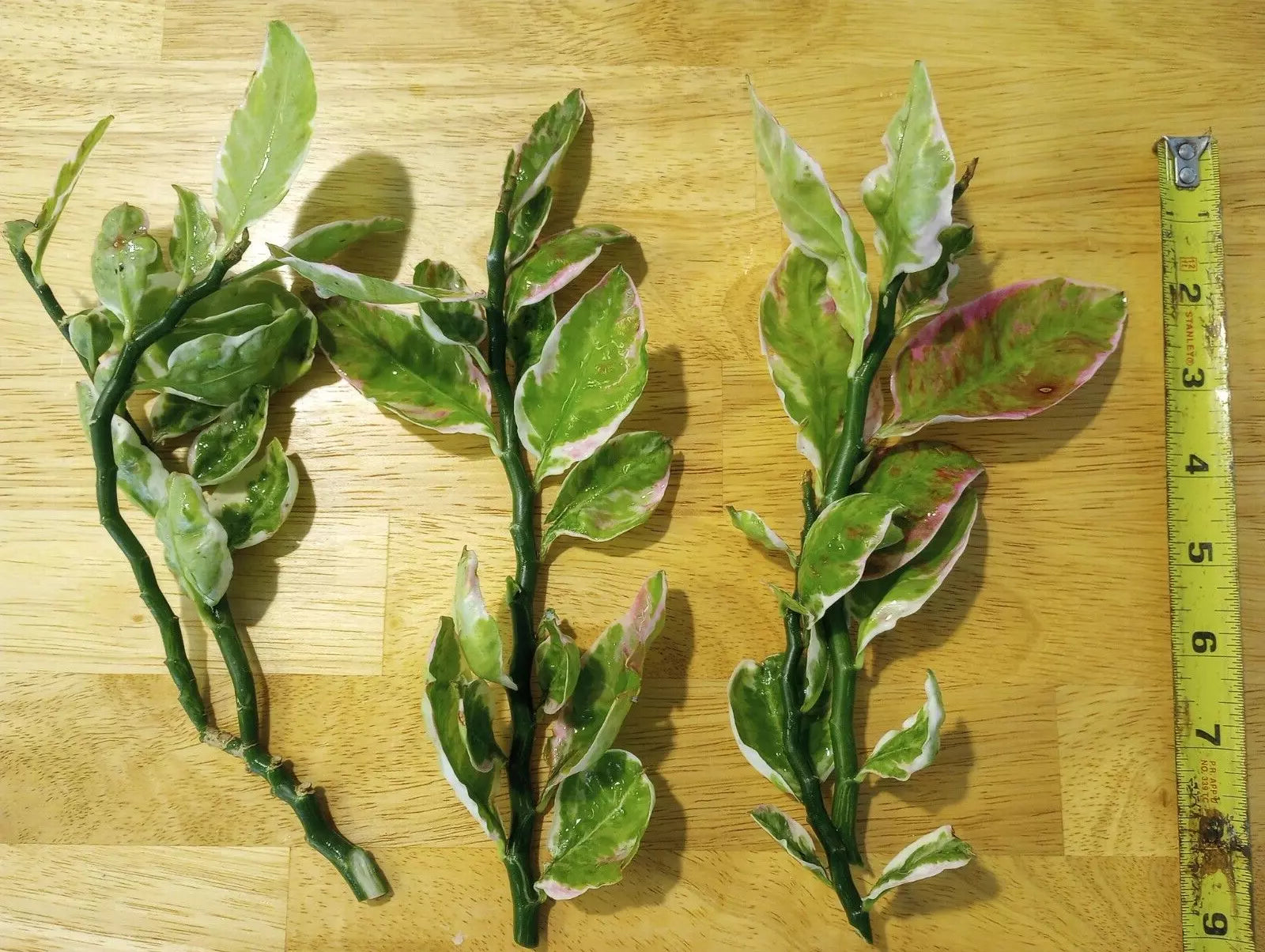 Devil's Backbone Cuttings 8-10'' Variegated Japanese Poinsettia (Euphorbia tithymaloides)