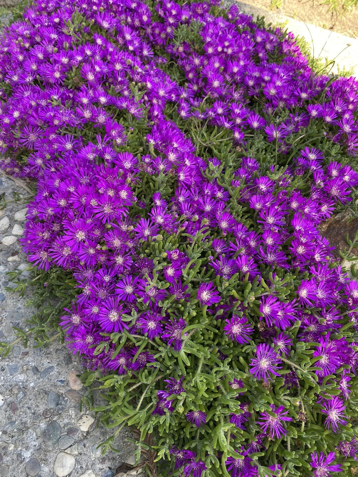 Creeping Ice Plant Cuttings 100 Purple Pink Ground Cover RARE Succulent Delosperma cooperi