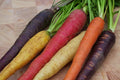 Rainbow Blend Carrot Seeds - 200 Seeds - Medicinal & Healthful Variety - Antioxidant Rich - Daucus carota