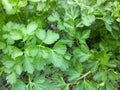 Plain Parsley Seed Pack - 400+ Fresh Seeds - Petroselinum crispum - Culinary Herb for Gardening
