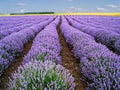 Premium Vera Lavender Seeds - Fresh Organic Heirloom Variety - Lavandula angustifolia - Buy 3 for 20% Off!