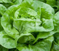 Lettuce Seeds 1000+ White Boston Butterhead Lettuce Garden Seeds - Lactuca sativa - Heirloom Variety