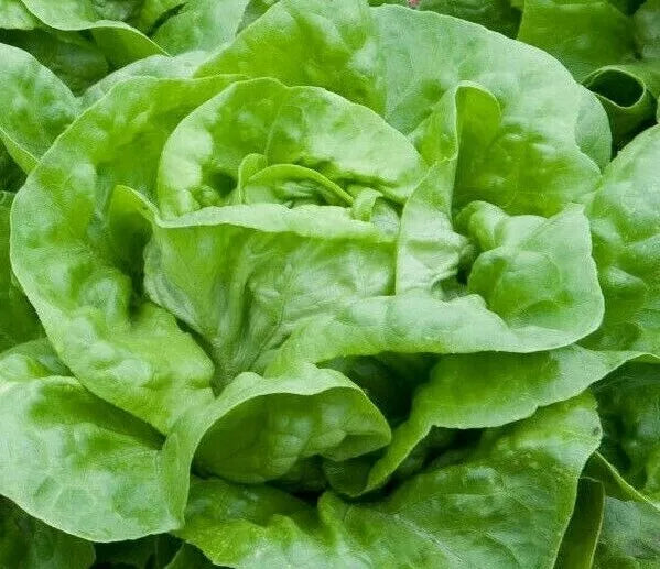 Lettuce Seeds 1000+ White Boston Butterhead Lettuce Garden Seeds - Lactuca sativa - Heirloom Variety