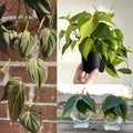 Philodendron Cuttings Combo 6 Pack - 2 Micans, 2 Brasil, 2 Green - Indoor House Plant [Philodendron spp.]