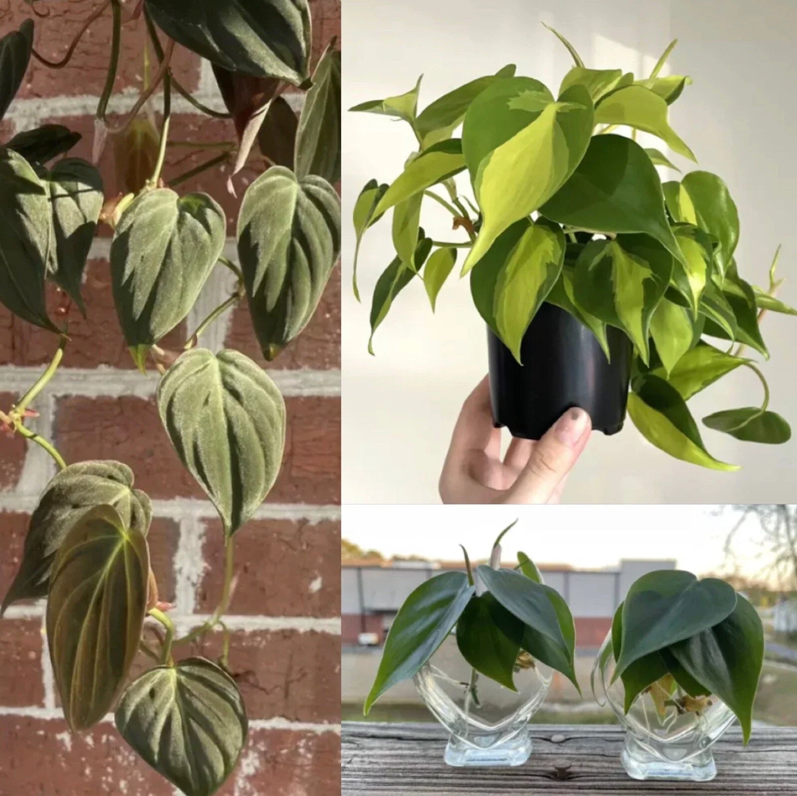 Philodendron Cuttings Combo 6 Pack - 2 Micans, 2 Brasil, 2 Green - Indoor House Plant [Philodendron spp.]