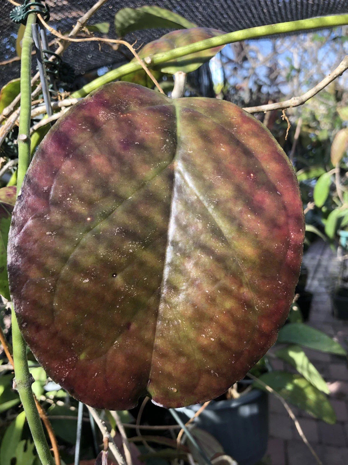 HOYA AH Gold Plant - Rooted AH Hybrid with Vibrant Gold & Red Leaves - Hoya carnosa 'AH Gold'