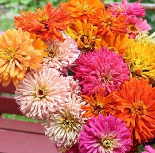 Zinnia Seeds Mix - Chrysanthemum Varieties - 25 Pack - Zinnia elegans