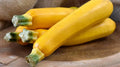 Easy Pick Gold II Zucchini Squash Seeds - 25+ Non-GMO Seeds for Planting - USA Grown, Heirloom Variety