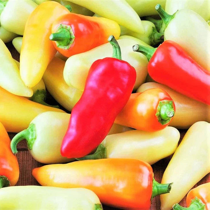 Santa Fe Grande Pepper Seeds - 100+ Count - Medium Heat, 700 Scoville Units - Capsicum annuum