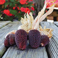Red Popcorn Seeds - 25+ Seeds - Organic Red Variety - Zea mays everta - Made in USA